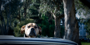 singles/co-pilot/dog.jpg